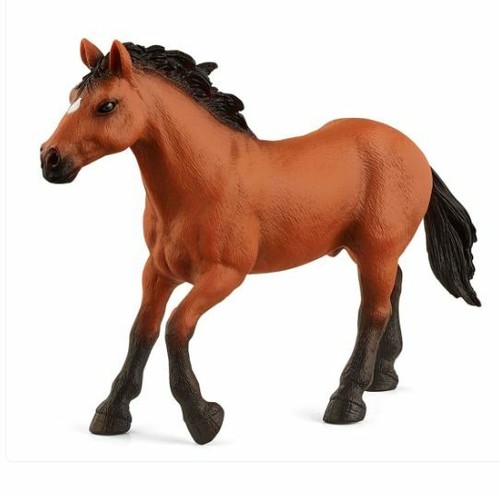 72152 pferd appaloosa hengst - pferd,